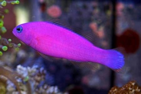 dottyback fish|How To Care For Dottybacks .